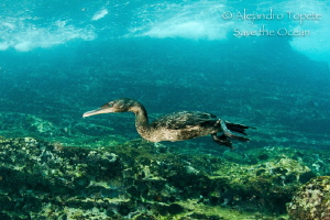 Cormoran Hunting, Punta Vicente Roca Galapagos by Alejandro Topete 